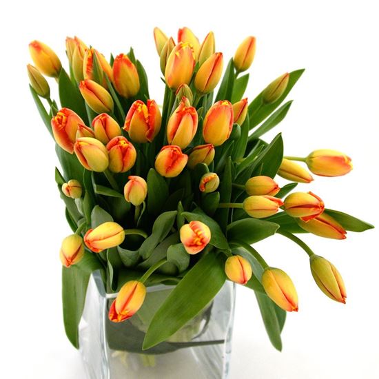Beautiful strong Icelandic Tulips in orange colours in simple hand tied