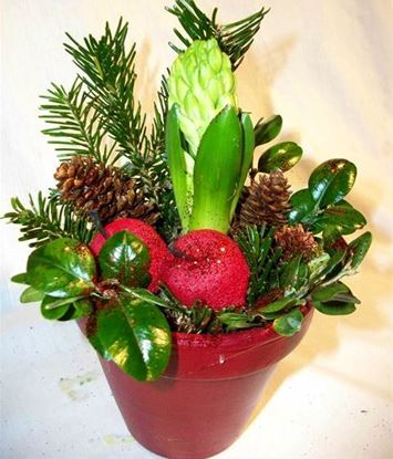 Picture of Hyacinth flower bulb decorations