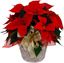 Picture of Red poinsettia in ceramic Christmas red 15cm pot