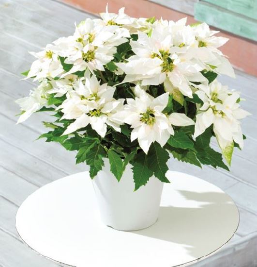 Picture of White poinsettia in ceramic vase 15cm