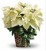 Picture of White poinsettia in ceramic vase 15cm