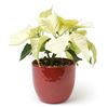 Picture of White poinsettia in ceramic vase 15cm