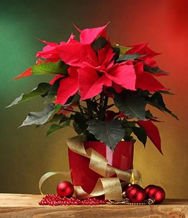 Picture for category Christmas plants