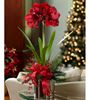 Picture of Christmas Amaryllis plant arrangement in ceramic vase in white or red color.