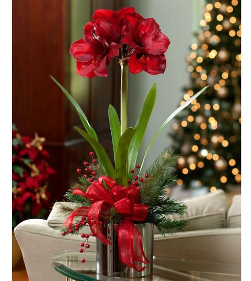 Picture of Christmas Amaryllis plant arrangement in ceramic vase in white or red color.