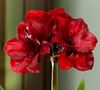 Picture of Christmas Amaryllis plant arrangement in ceramic vase in white or red color.