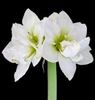 Picture of Christmas Amaryllis plant arrangement in ceramic vase in white or red color.