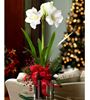 Picture of Christmas Amaryllis plant arrangement in ceramic vase in white or red color.