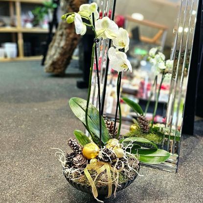 Mynd Hátíðleg skreyting með orkideu plöntu með 2 stilkum í fallegri skál.
